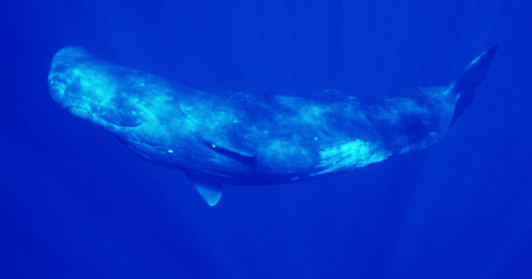 sperm whale aa047548