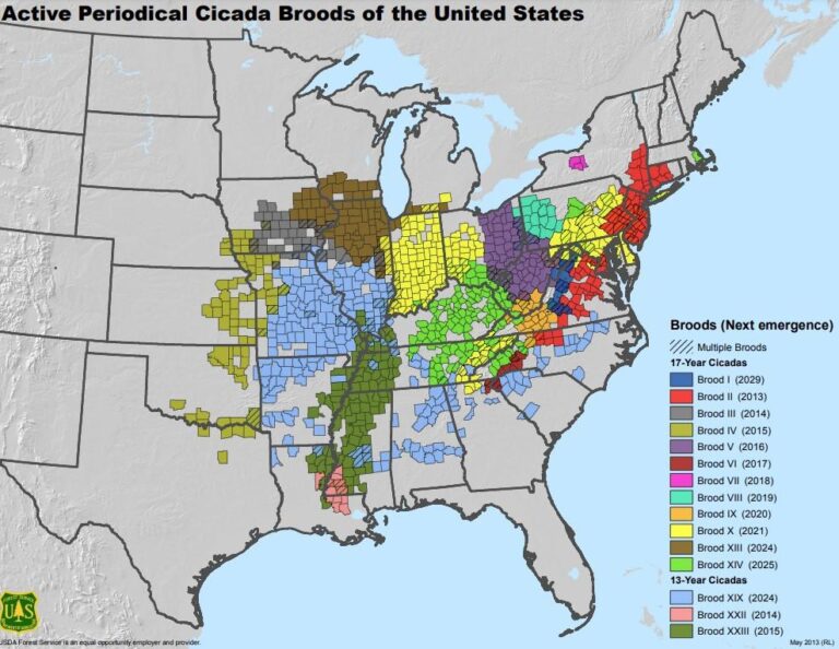active periodical cicada broods map us forest service