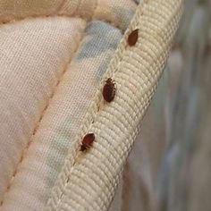 Effective Bed Bug Extermination Services in Washington DC