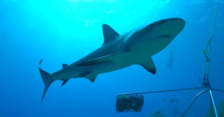 cbsn fusion inside fight to save reef sharks from extinction thumbnail