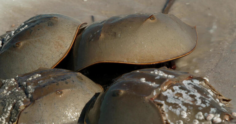 knighton horseshoe crabs 1920