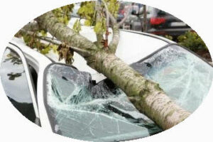 Ajax Tree Service: Your Trusted Partner for Safe and Affordable Tree Care in Ontario