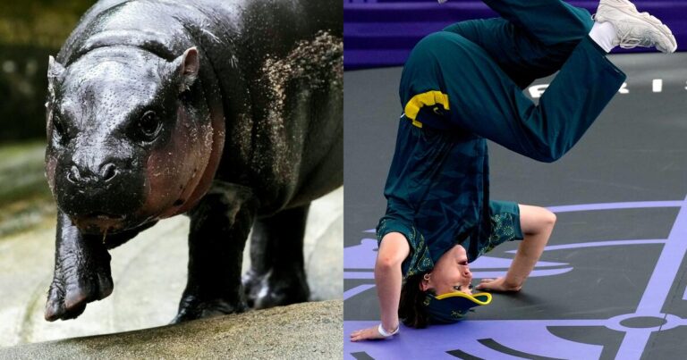 baby hippo moo deng and australian olympic break dancer raygun