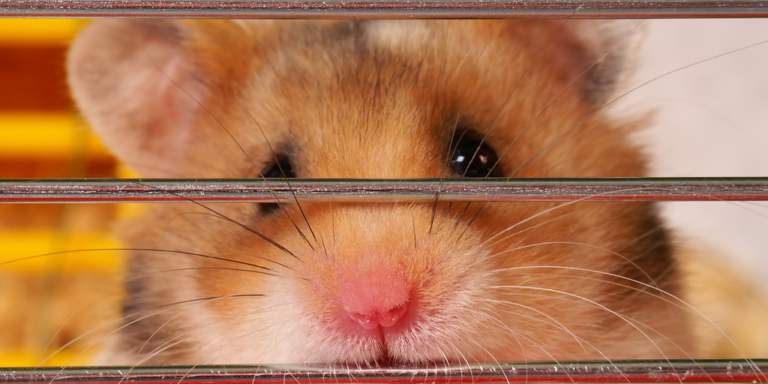 sad hamster gID 7.png@png