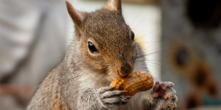 1732601869 peanut squirrel gID 7.jpg@png