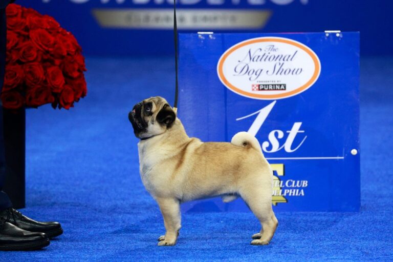 National Dog Show Winner 02