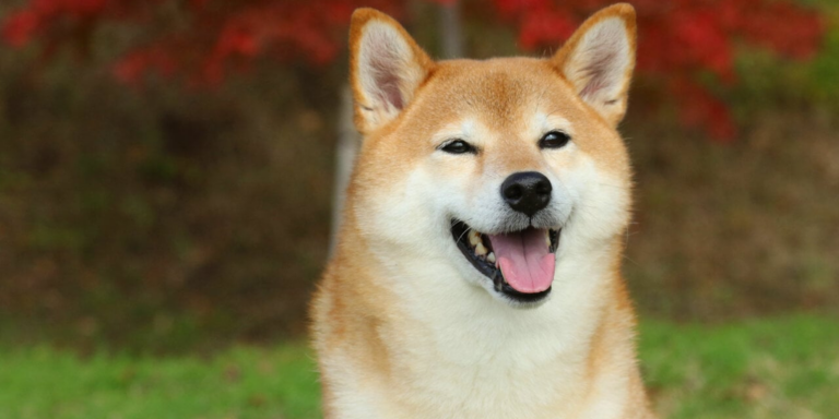 shiba inu meme coin dogecoin gID 7.jpeg@png