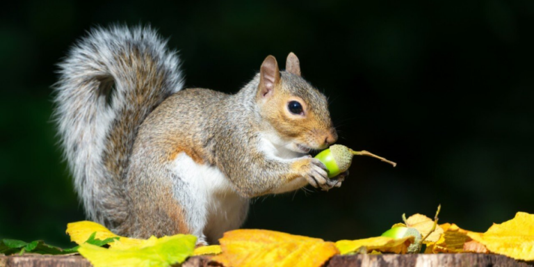 squirrel gID 7.jpg@png