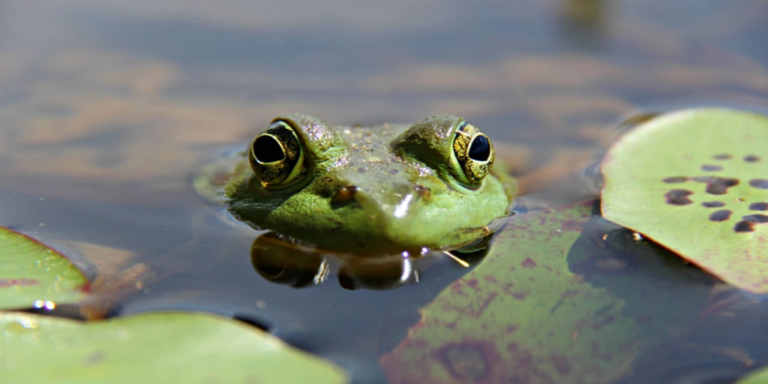 frog pond pepe gID 7.jpg@png