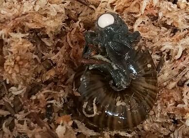 powelliphanta augusta snail new zealand